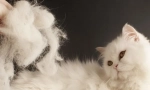 Защо котката е много свързана?